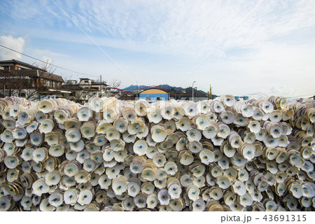 カキ養殖 カキ養殖 43691315