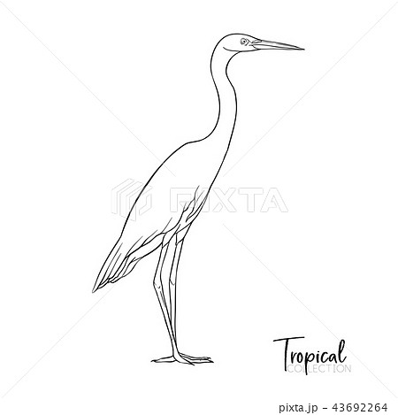 Tropical bird. Vector illustration. 43692264