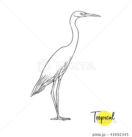 Tropical bird. Vector illustration. 43692345