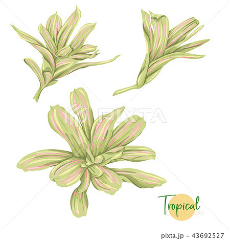 Tropical plant. Vector illustration in botanical style. 43692527