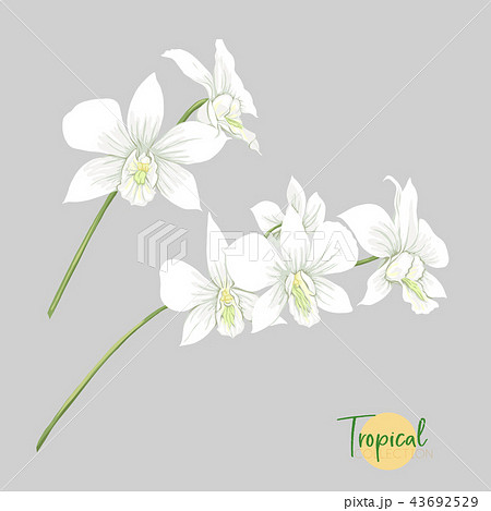 Tropical plant. Vector illustration in botanical style. 43692529