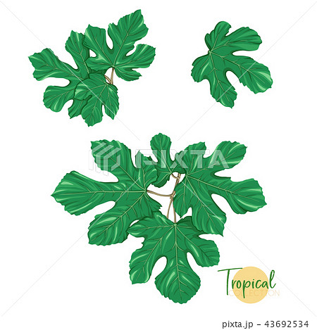 Tropical plant. Vector illustration in botanical style. 43692534