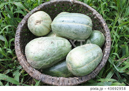 会津の伝統野菜 真渡瓜の写真素材