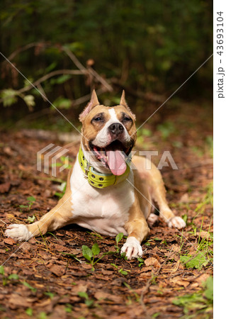 Red and white dog walks outdoor at summer Red and white dog walks outdoor at summer 43693104