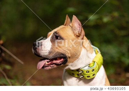Red and white dog walks outdoor at summer Red and white dog walks outdoor at summer 43693105