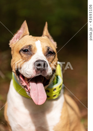 Red and white dog walks outdoor at summer 43693106