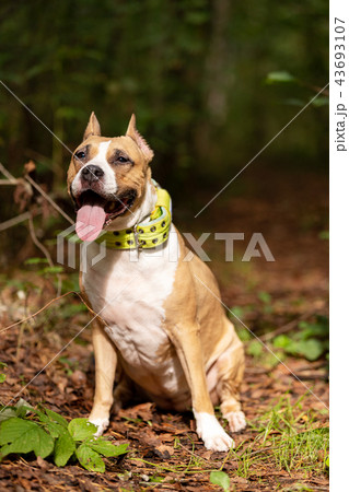 Red and white dog walks outdoor at summer 43693107