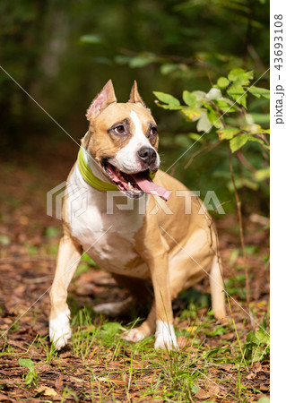 Red and white dog walks outdoor at summer Red and white dog walks outdoor at summer 43693108