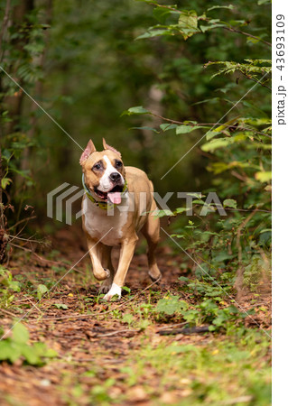 Red and white dog walks outdoor at summer Red and white dog walks outdoor at summer 43693109
