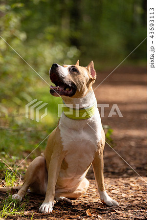Red and white dog walks outdoor at summer Red and white dog walks outdoor at summer 43693113