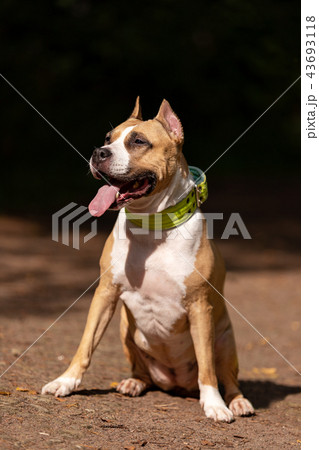 Red and white dog walks outdoor at summer Red and white dog walks outdoor at summer 43693118