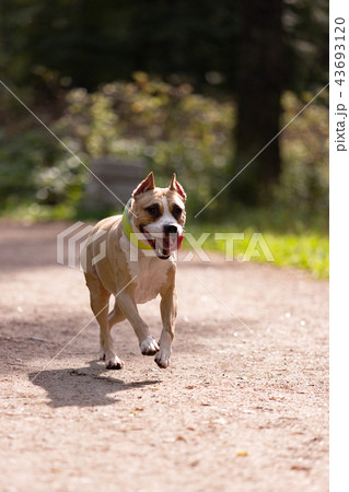 Red and white dog walks outdoor at summer 43693120
