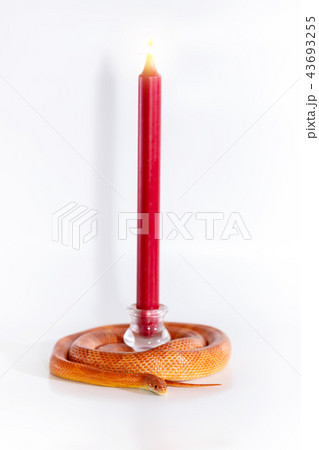 Beautiful corn snake isolated on white background Beautiful corn snake isolated on white background 43693255