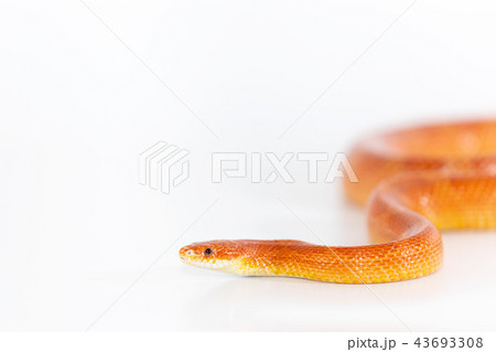 Beautiful corn snake isolated on white background Beautiful corn snake isolated on white background 43693308
