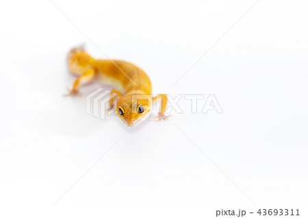 Adorable leopard gecko isolated on white 43693311