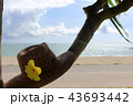 夏の思い出 43693442