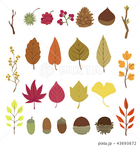 秋の葉っぱと木の実 イラストセットのイラスト素材
