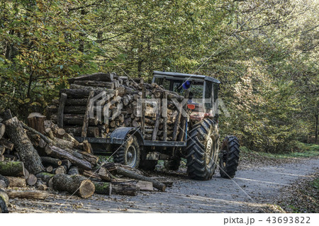 timber truck in forest during autumn 43693822