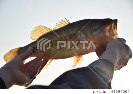 ブラックバス釣り ブラックバス釣り 43694064