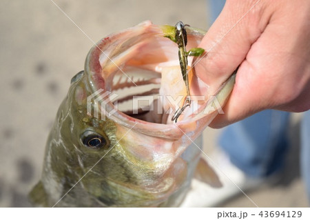 ブラックバス 43694129