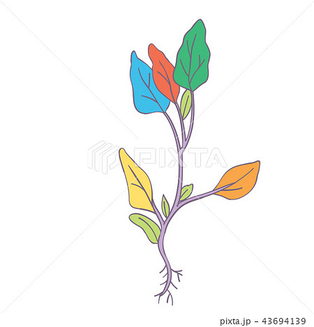 植物 葉 葉っぱ 43694139