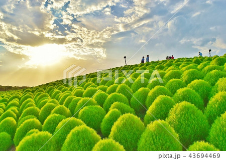 夕暮れ時のコキアの丘 43694469