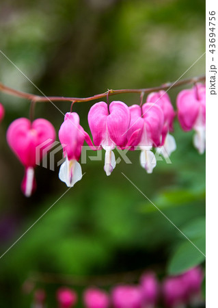 ケマンソウ 野生の花 花 43694756