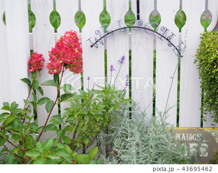白いフェンスとかわいい花壇 43695462