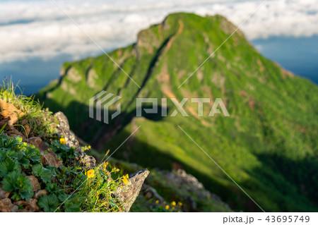 高山植物と阿弥陀岳 八ヶ岳より 高山植物と阿弥陀岳 八ヶ岳より 43695749