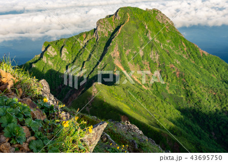 高山植物と阿弥陀岳 八ヶ岳より 高山植物と阿弥陀岳 八ヶ岳より 43695750