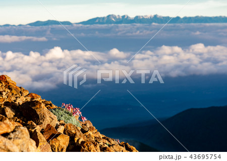 コマクサと北アルプス　赤岳より 43695754