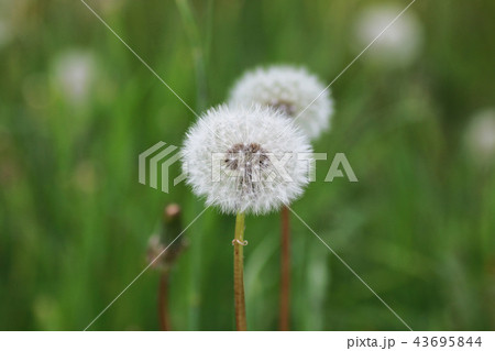 farm in nature outdoor farm in nature outdoor 43695844