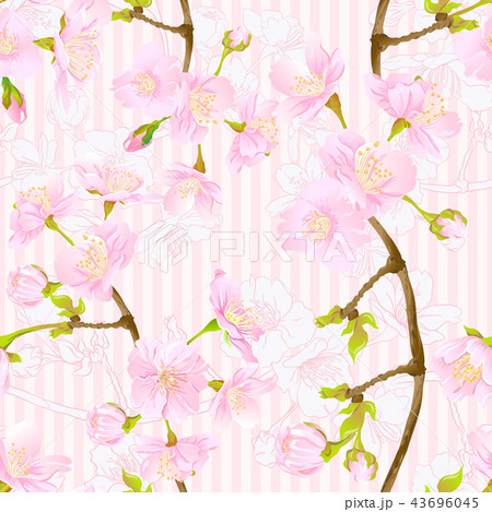 Seamless pattern, background with blooming cherry japanese sakura 43696045