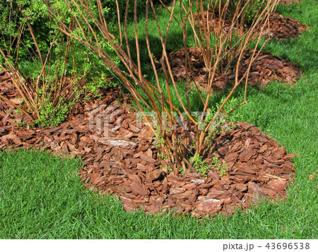 Mulch from bark of trees 43696538