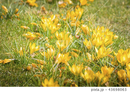 Springtime crocus flowers in yellow colors Springtime crocus flowers in yellow colors 43698063