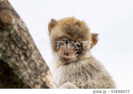 Young berber monkey in a tree 43698077