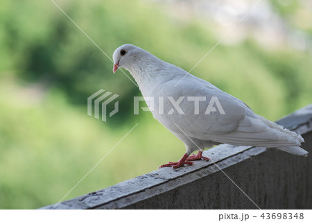Proud white pigeon on a balcony over blurred green street background Proud white pigeon on a balcony over blurred green street background 43698348