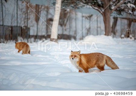 キツネ 狐 きつね 43698459