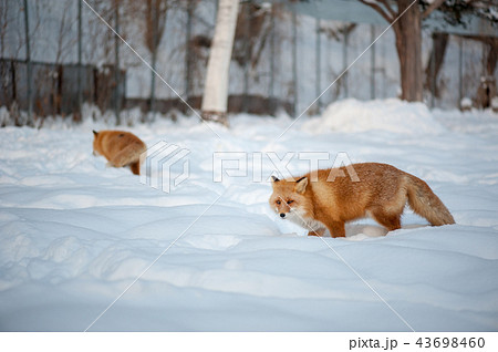 キツネ 狐 きつね 43698460