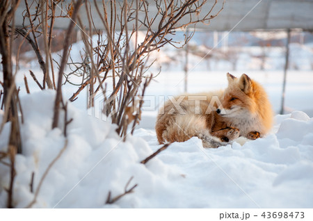 キツネ 狐 きつね 43698473