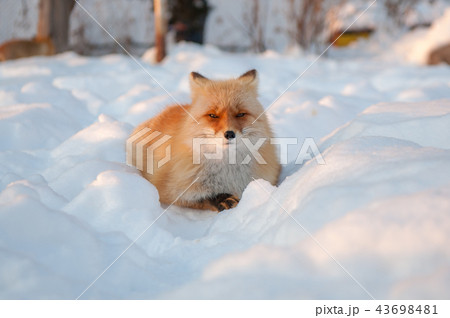 キツネ 狐 きつね 43698481