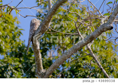 Great Potoo, Nyctibius Grandis, Cuiaba River, Porto Jofre, Pantanal Matogrossense, Mato Grosso do 43699338