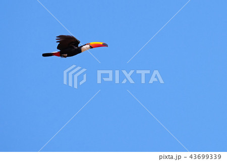 Flying Toco Toucan, Ramphastos Toco, also known as the Common Toucan, Giant Toucan, Pantanal, Mato 43699339