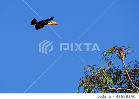 Flying Toco Toucan, Ramphastos Toco, also known as the Common Toucan, Giant Toucan, Pantanal, Mato Flying Toco Toucan, Ramphastos Toco, also known as the Common Toucan, Giant Toucan, Pantanal, Mato 43699340