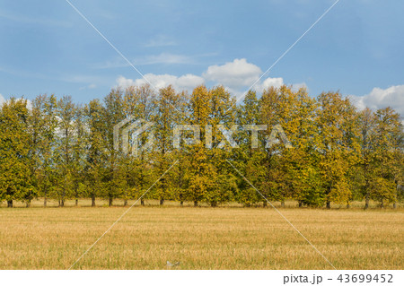 Autumn field with trees, sky with clouds.  43699452
