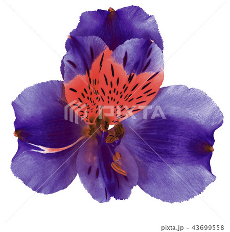 indigo scarlet orchid flower isolated on white indigo scarlet orchid flower isolated on white 43699558