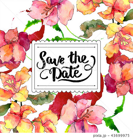 Watercolor colorful alstroemeria flower. Floral botanical flower. Frame border ornament square. 43699975