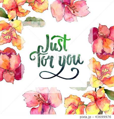 Watercolor colorful alstroemeria flower. Floral botanical flower. Frame border ornament square. 43699976