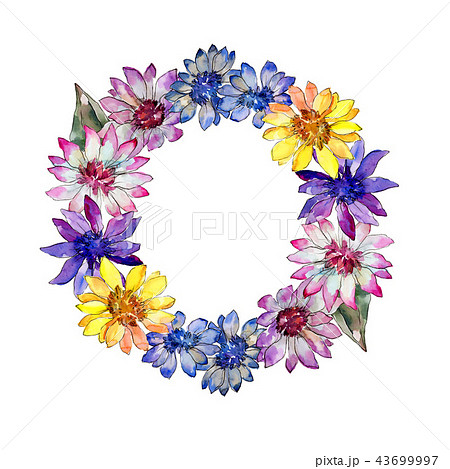 Watercolor colorful african daisy flower. Floral botanical flower. Frame border ornament square. 43699997