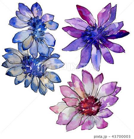 Watercolor colorful african daisy flower. Floral botanical flower. Isolated illustration element. Watercolor colorful african daisy flower. Floral botanical flower. Isolated illustration element. 43700003